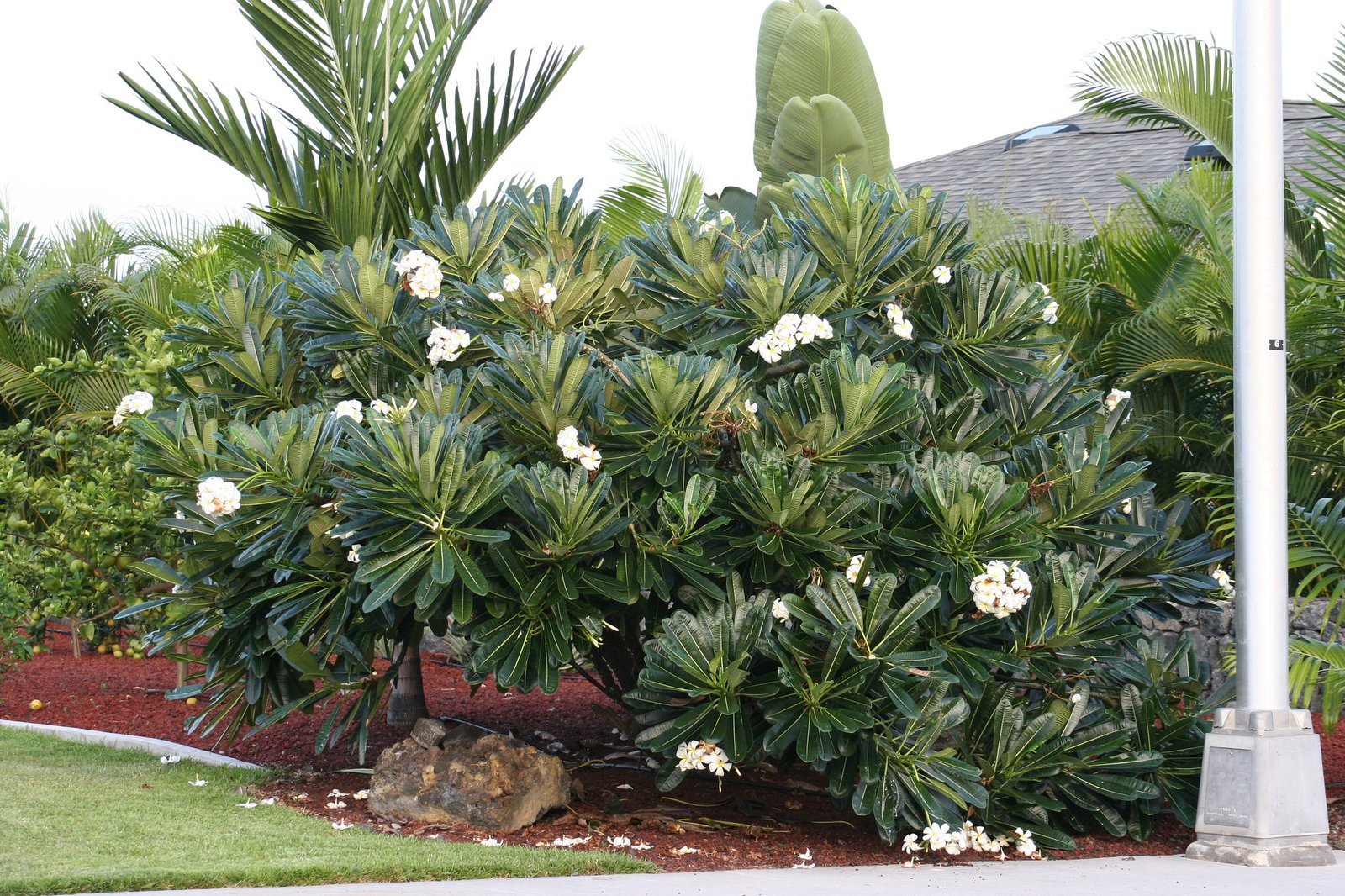 Plumeria Obtusa