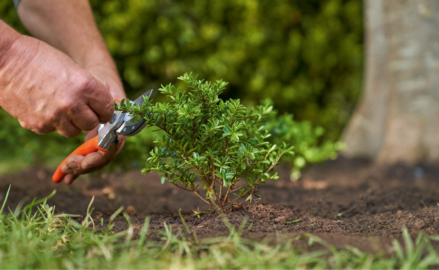 Evergreen Ground Cover