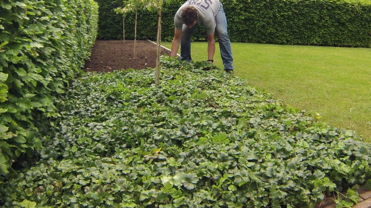 Sedum Ground Cover