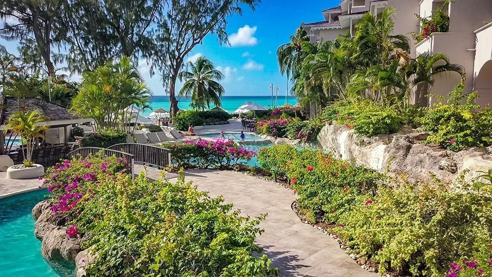 Bougainvillea Barbados