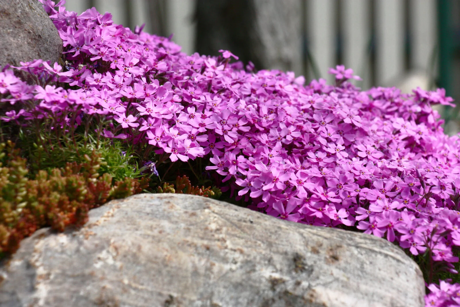 Creating a Vibrant Garden with Phlox Ground Cover