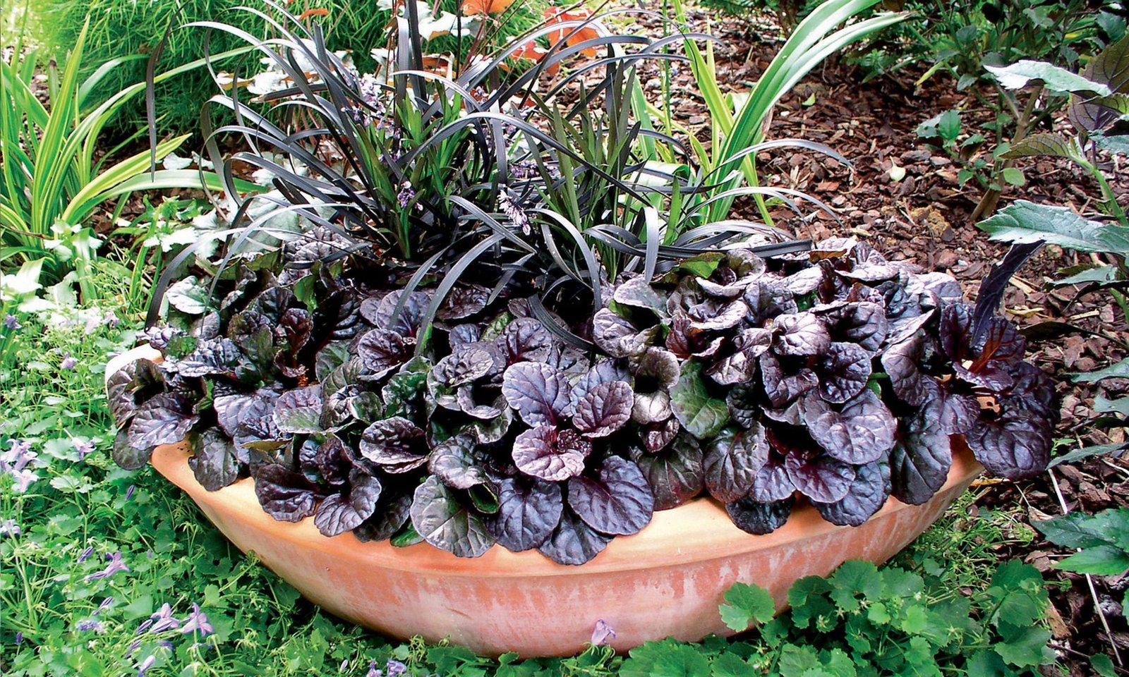 Ajuga Ground Cover