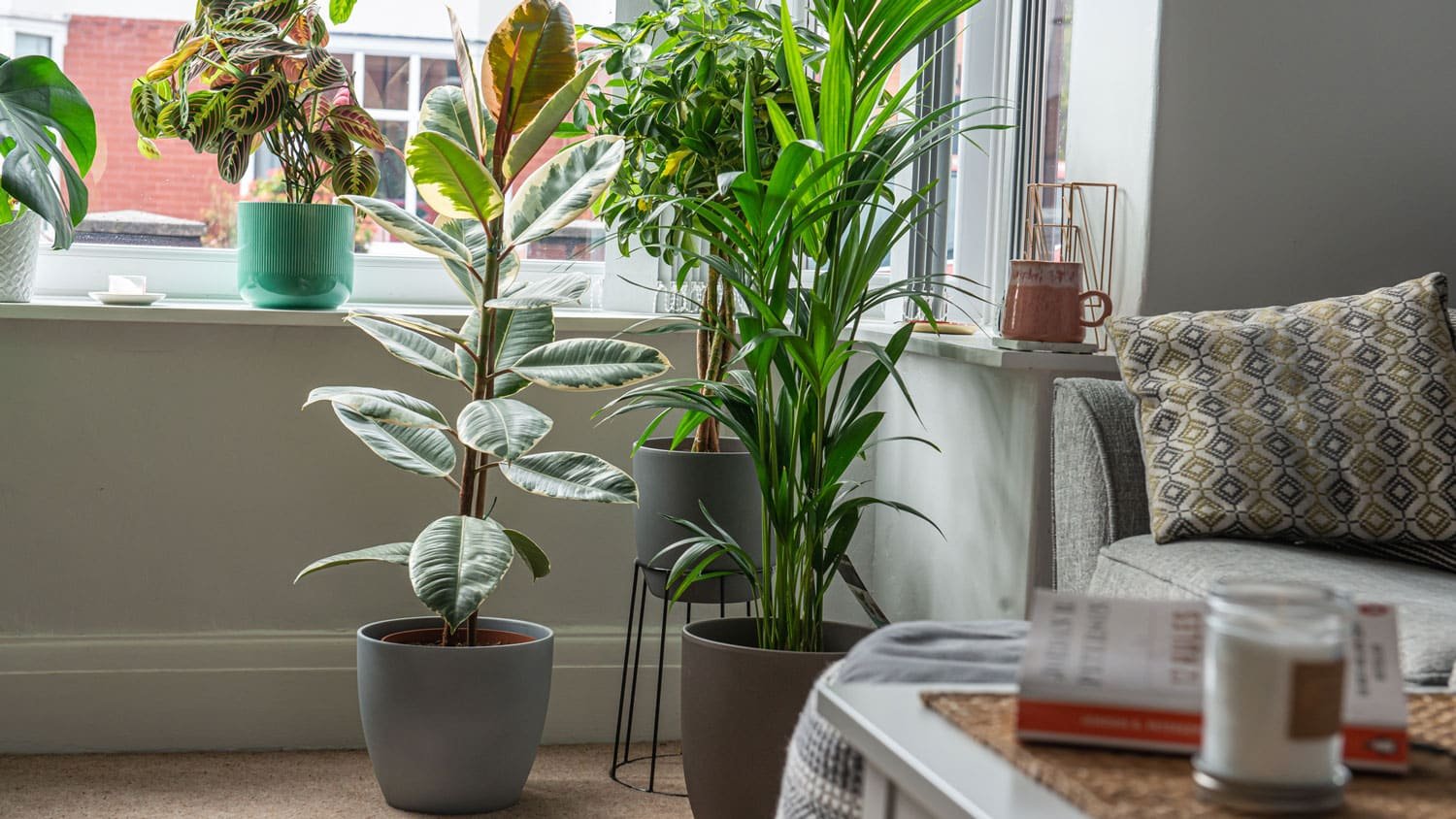 Elevate Your Space The Beauty of Tall Indoor Plants