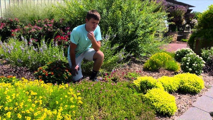 Ice Plant Ground Cover