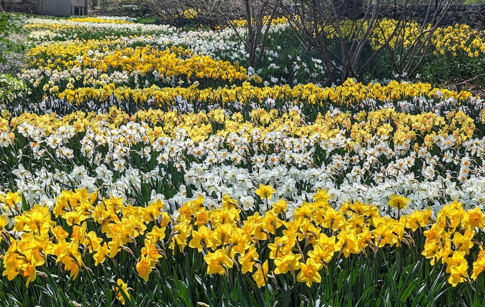 Planting Daffodil Bulbs